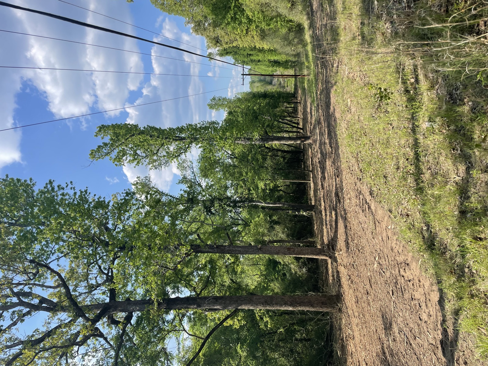 Cleared and mulched ground after work