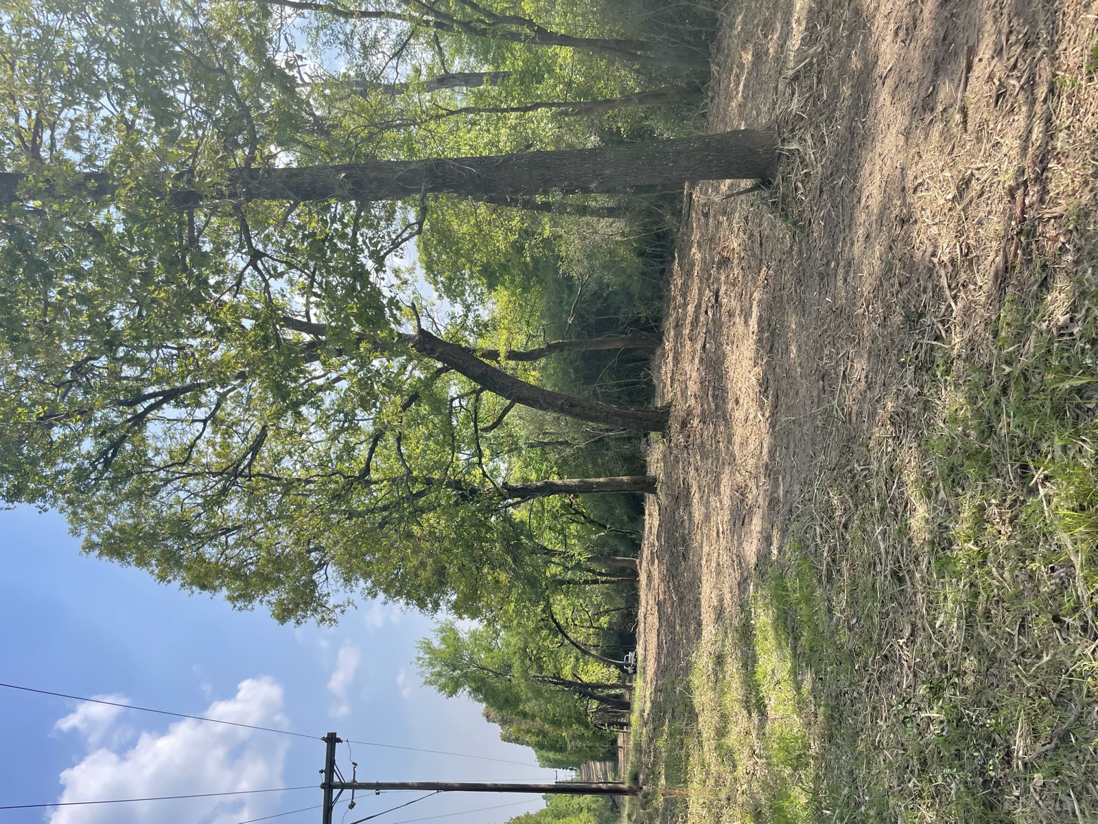 Property after clearing and mulching
