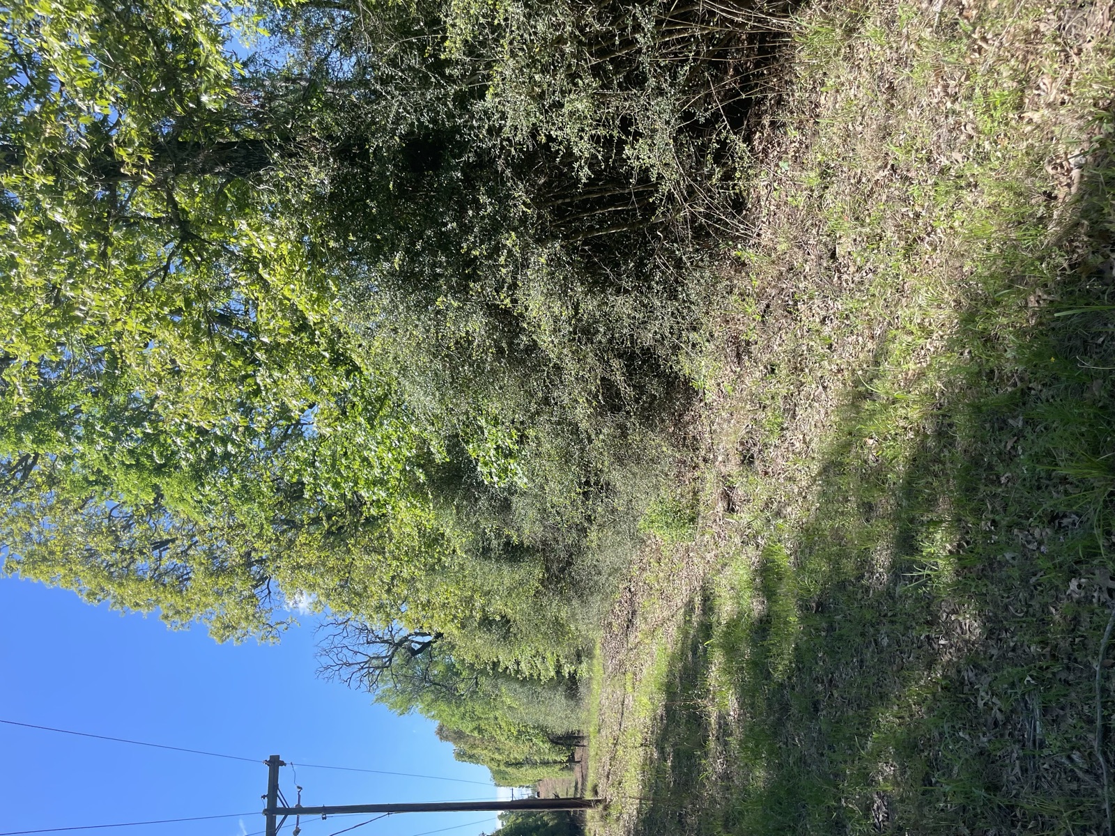 Property before clearing